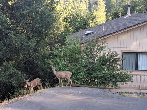 Deer-at-Yosemite-Haven-lr